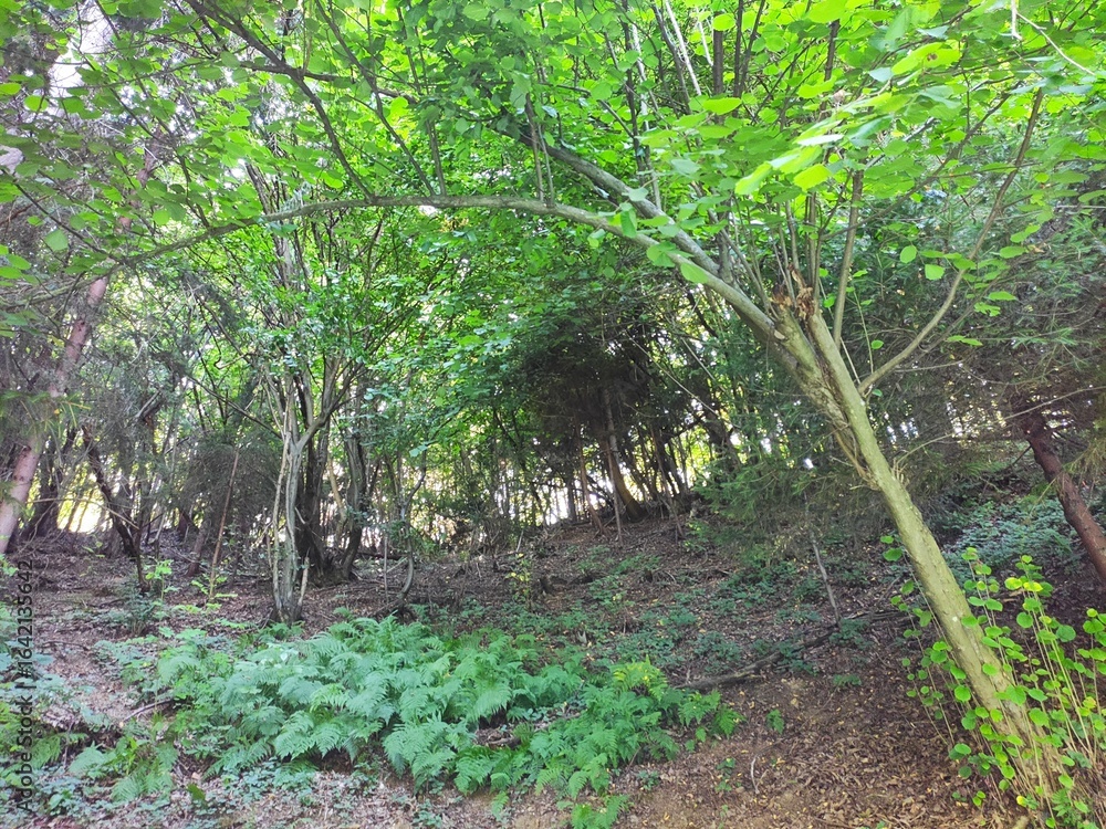 Obraz premium Beautiful forest photos