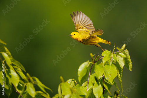 Warbler Lift Off