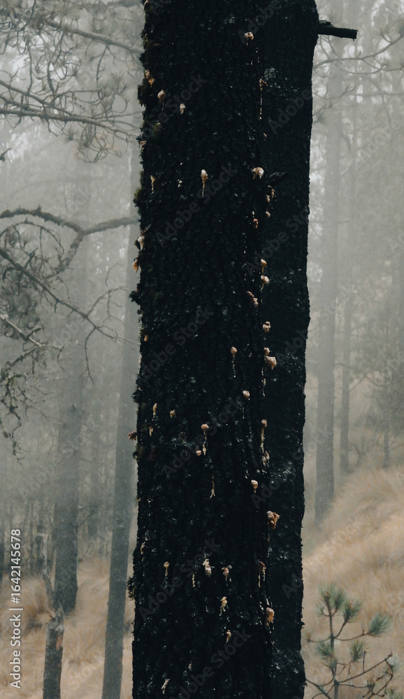 Obraz premium Tree infested by Dendroctonus adjunctus, a destructive bark beetle causing severe damage to conifer forests and threatening forest health and biodiversity.