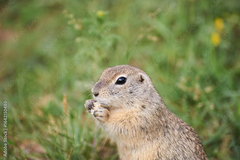 Close-up of a ground squirrel eating Close-up of a ground squirrel eating