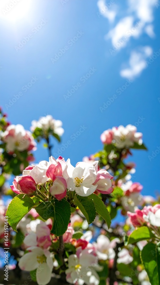 Obraz premium Blossoming apple tree, sunny sky