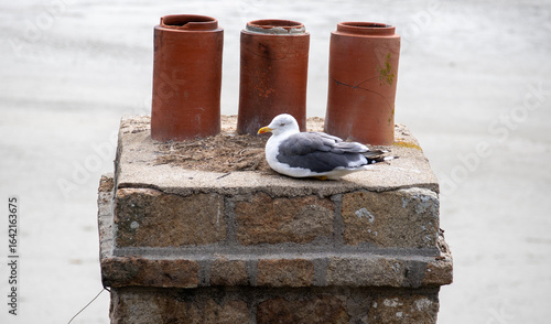A seagull nesting on a historic stone chimney at Mont Saint Michel, Normandy, France