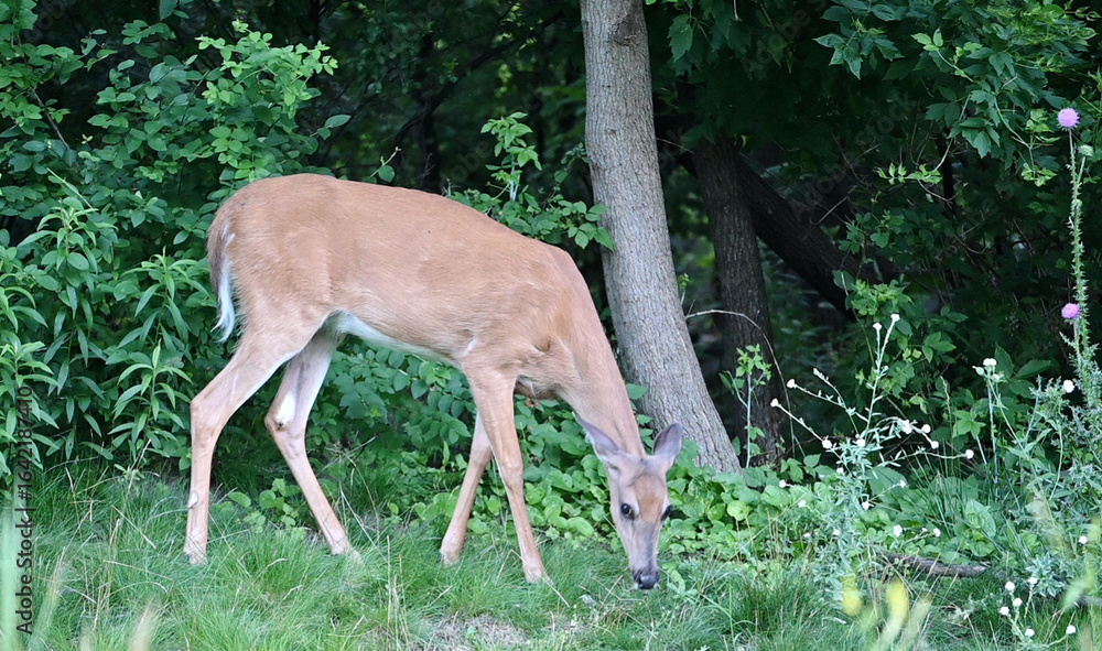 Fototapeta premium Grazing White-tailed Doe