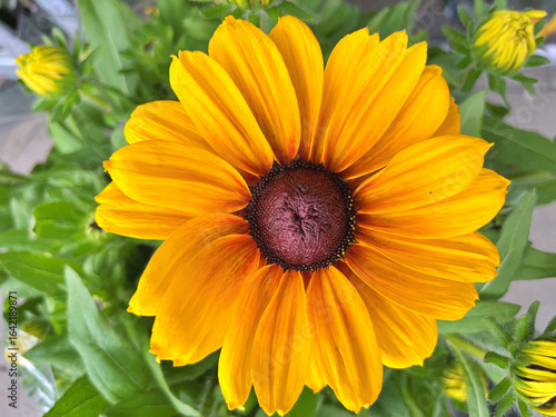 Black Eyed Susan (Rudbeckia Hirta) flower in the garden