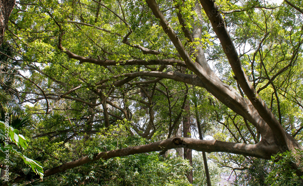 Majestic wild tree dominates the forest Majestic wild tree dominates the forest