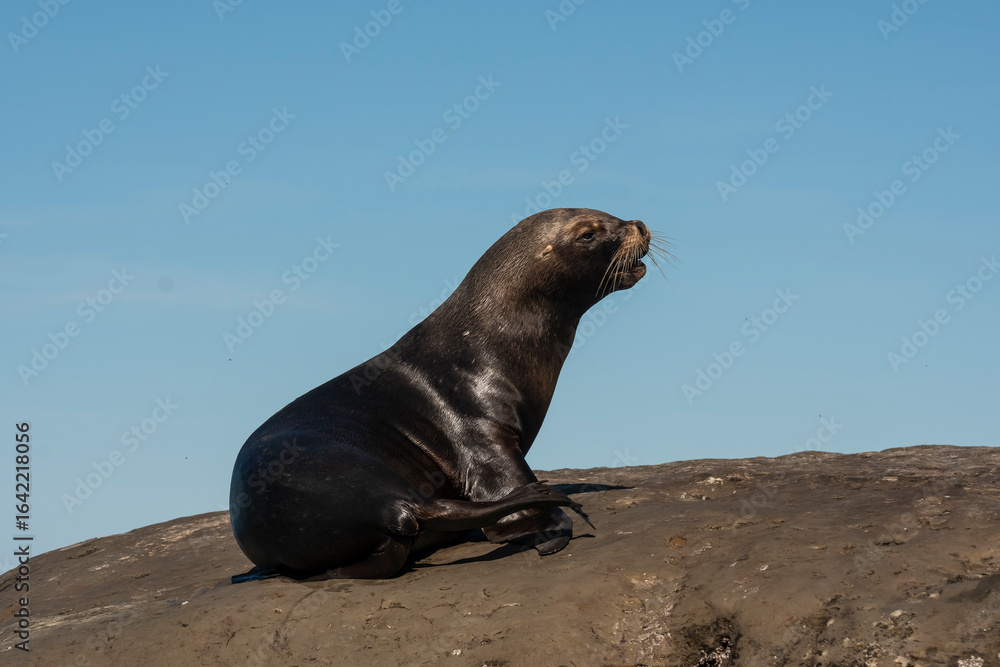 Naklejka premium Female Sea Lion , in Peninsula Valdes ,Chubut,Patagonia, Argentina