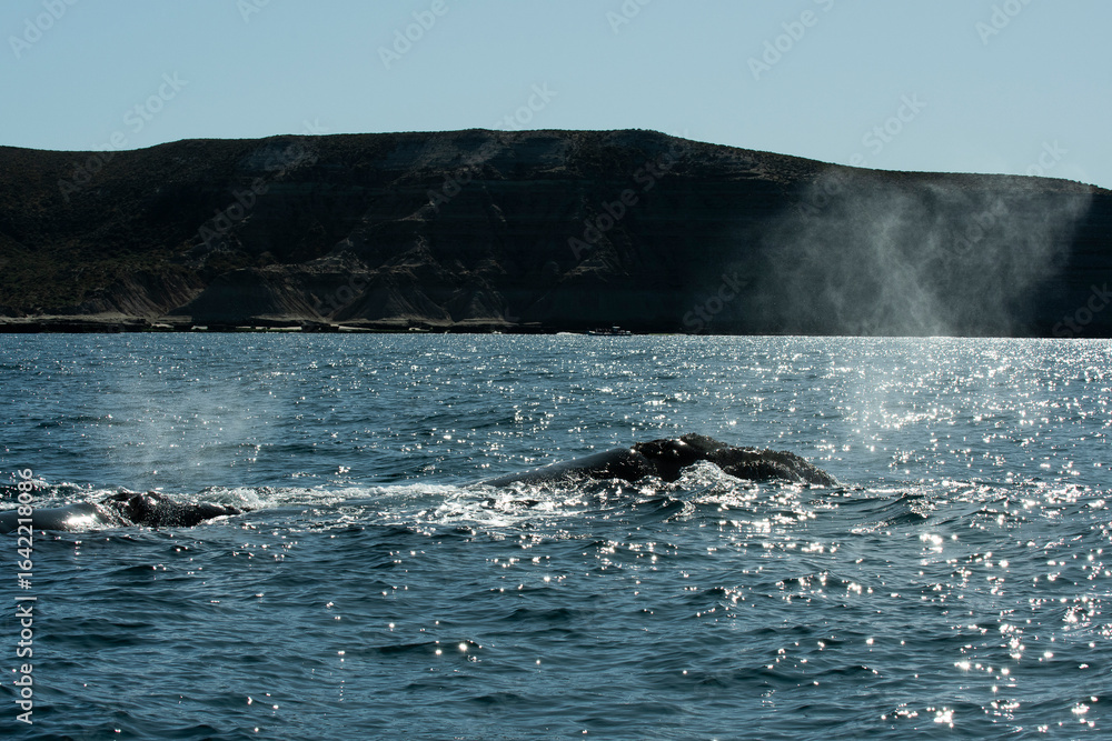 Fototapeta premium Sohutern right whale whale breathing, Peninsula Valdes, Patagonia,Argentina