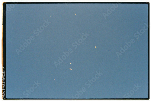 Birds flying in the sky