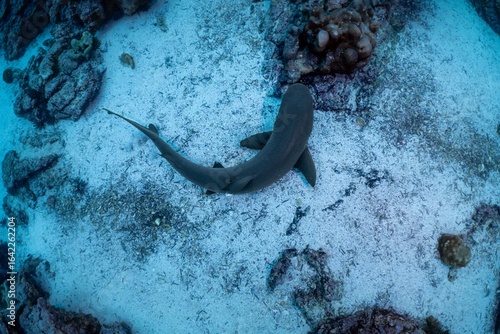 Whitetip Reef Shark in the Galapagos