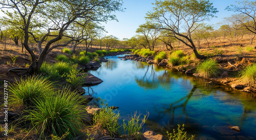Crystal-Clear Stream in the Brazilian Cerrado