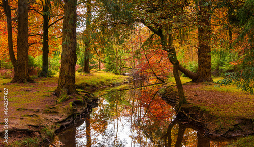 Golden trees in the New Forest in autumn