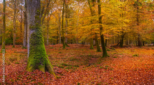 Golden trees in the New Forest in autumn