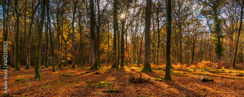 Golden trees in the New Forest in autumn