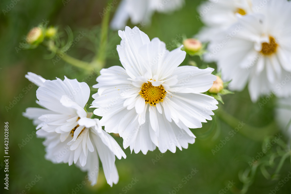 Fototapeta premium Close up of White Cosmos Flowers in Summer Garden