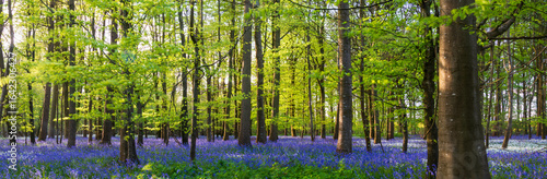 Sunlight shines through trees in bluebell woods stock photo