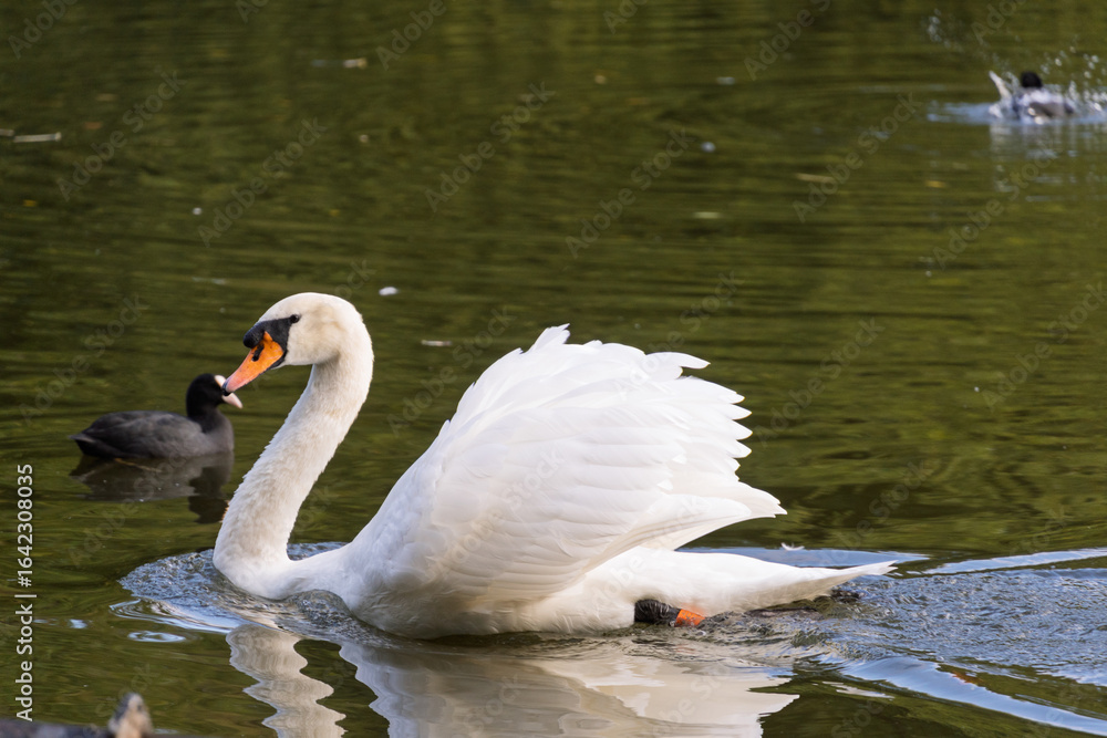 Fototapeta premium A swan is swimming in a pond with a duck nearby