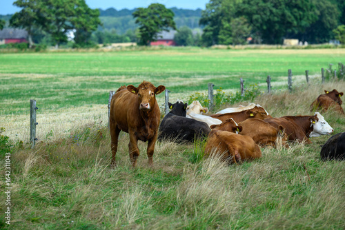 A brown cow watches over a group of cows resting in a lush green pasture. This serene setting captures the essence of rural life under clear blue skies