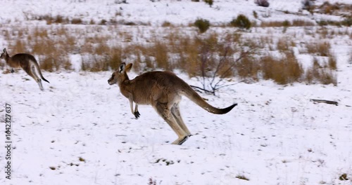 A young brown furred Eastern Grey Australian kangaroo bounding away in a snow covered field on the far South Coast of Australia. Captured in slow motion near the Eucumbene River.
