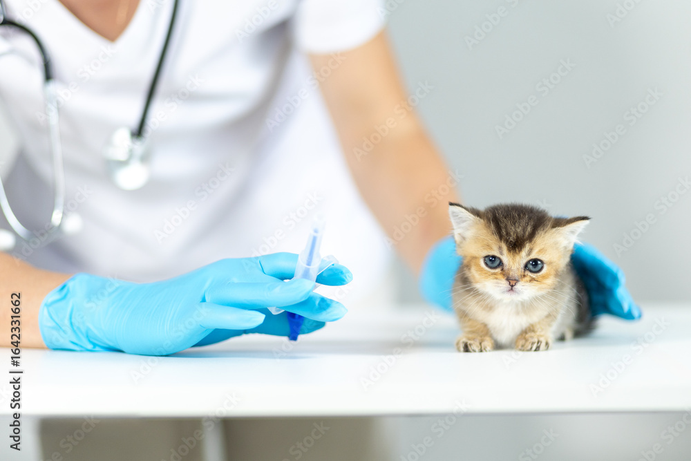 Veterinary tablet dispenser syringe used for administering medication to a kitten during an exam Veterinary tablet dispenser syringe used for administering medication to a kitten during an exam