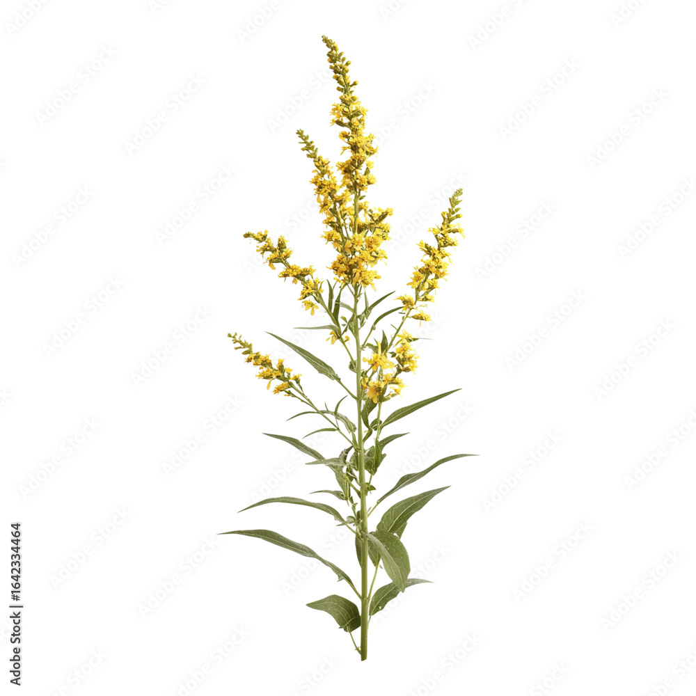 Fototapeta premium A tall yellow flower with a long stem