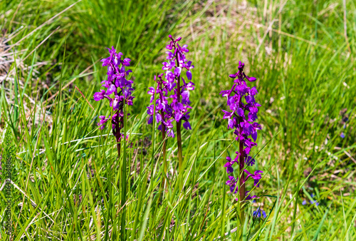 Early purple orchid growing in Dorset grasslands