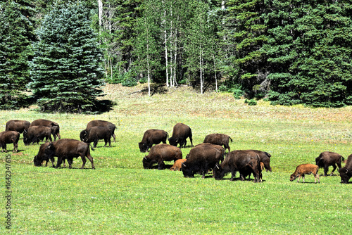 Wild Buffalo in Scenic Landscape at Grand Canyon North Rim, Arizona