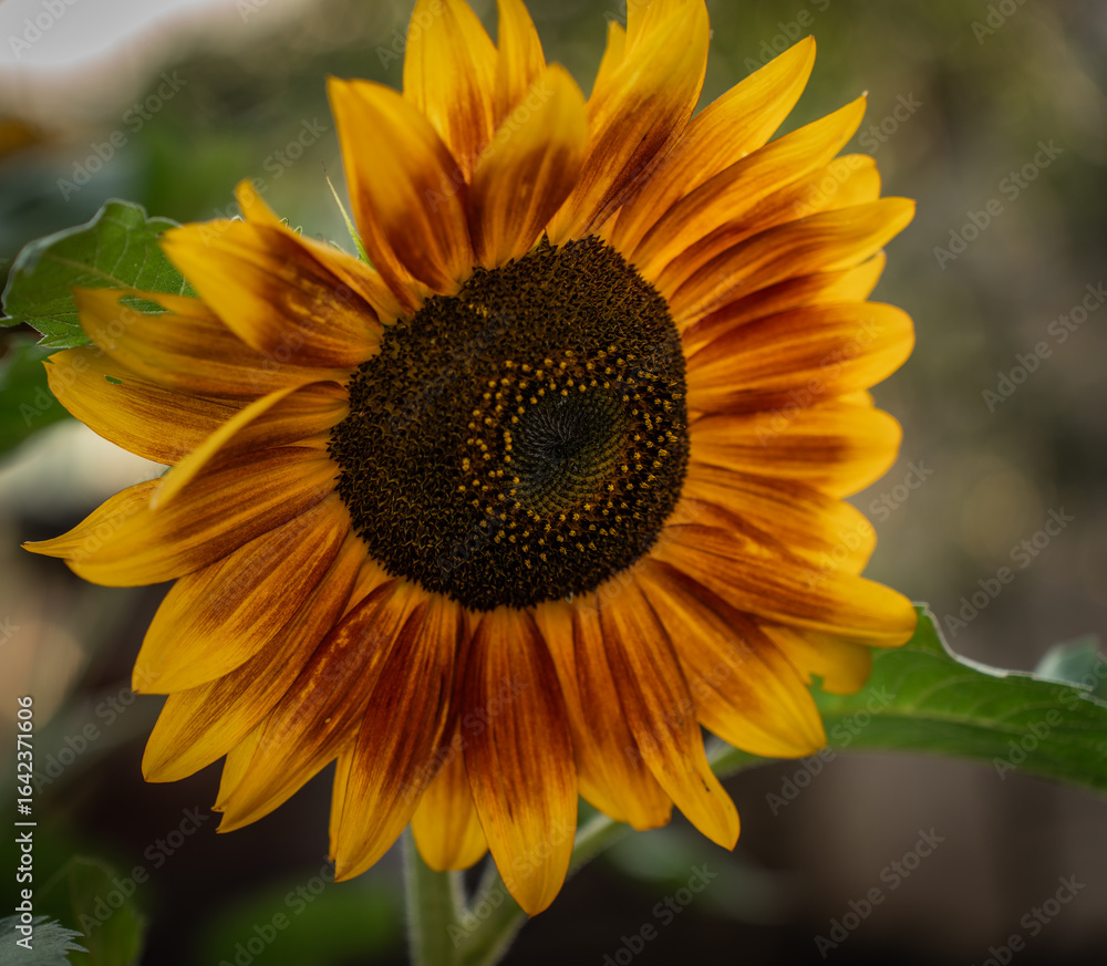 Naklejka premium Red sunflower in the sun