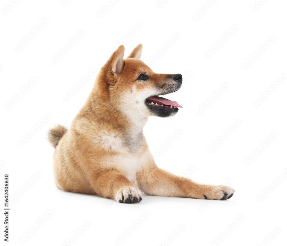 Cute Shiba Inu dog lying on white background Cute Shiba Inu dog lying on white background