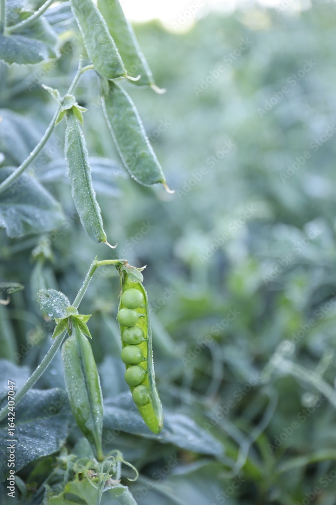 Ripe green pea pods growing outdoors, closeup. Space for text Ripe green pea pods growing outdoors, closeup. Space for text