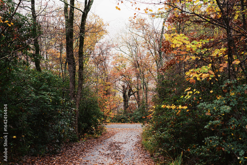 Obraz premium Leaf-covered forest path winding through autumn foliage