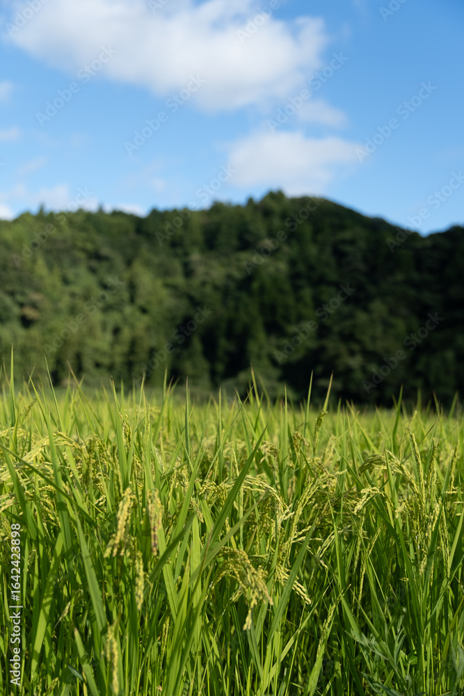 Obraz premium 日本の田舎の田んぼと青空と山の風景