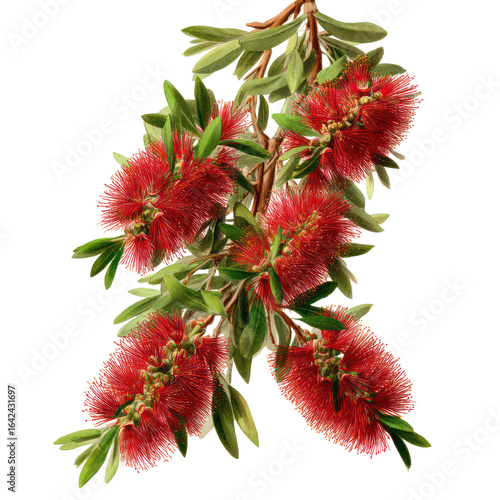 Detailed sketch of an ornamental bottlebrush tree with flowers transparent background