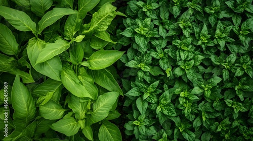 Vibrant overhead view displaying two contrasting types of lush green foliage side by side Natural organic texture