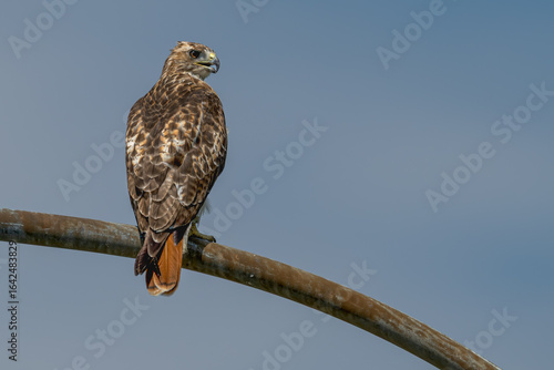 Red-tailed hawk perched on a light pole.