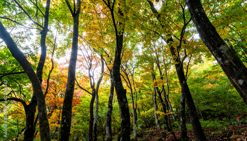 Obraz premium Lush Green Forest with Vibrant Autumn Foliage and Sunlight Filtering Through the Trees