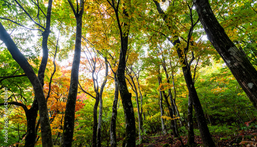 Lush Green Forest with Vibrant Autumn Foliage and Sunlight Filtering Through the Trees