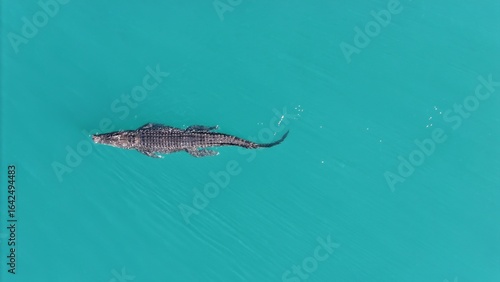 Crocodile Daintree swimming outdoors ocean blue willdife Australia