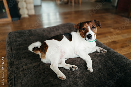 Playful Dog Lounging on a Cozy Couch