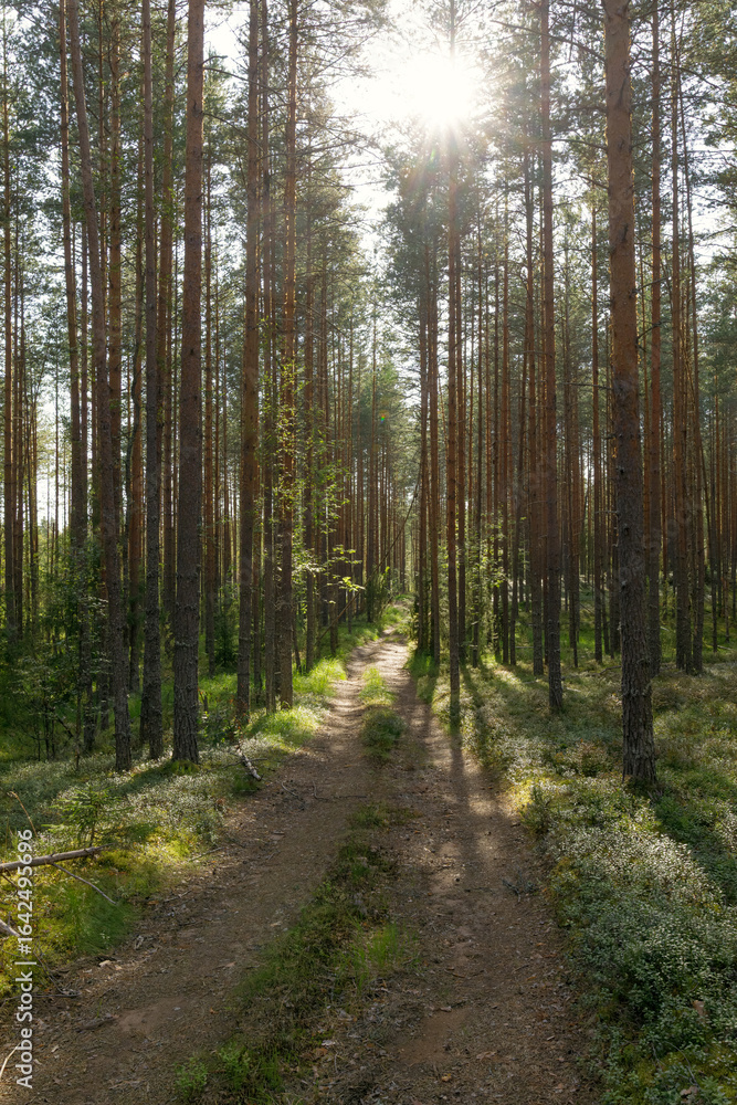 Obraz premium A serene forest path bathed in sunlight, surrounded by tall pine trees and lush greenery. The scene captures nature's tranquility with long shadows and a clear trail.