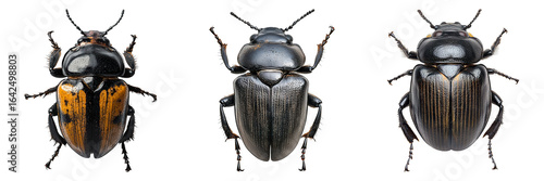 Three bugs are shown in a row, with the middle one being the largest