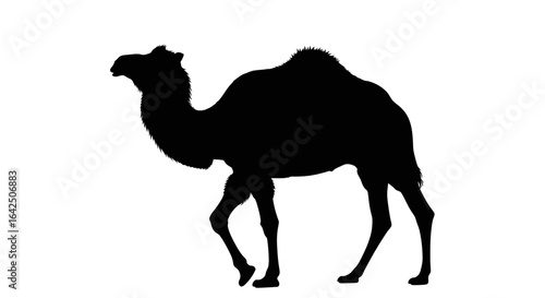 Desert Camel Silhouette Standing on Isolated White Background
