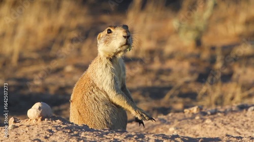 Wallpaper Mural Alert White-tailed Prairie Dog sentinel barks a warning about an intruder at Ouray National Wildlife Refuge in Utah, with sound Torontodigital.ca