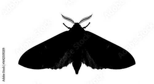 Large dark moth with prominent antennae, isolated white background