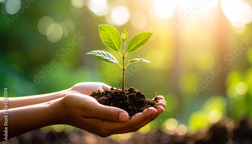 Hands Holding Green Plant Seedling for Sustainability