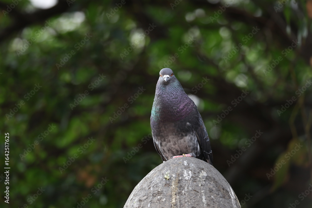 Obraz premium cotidiana