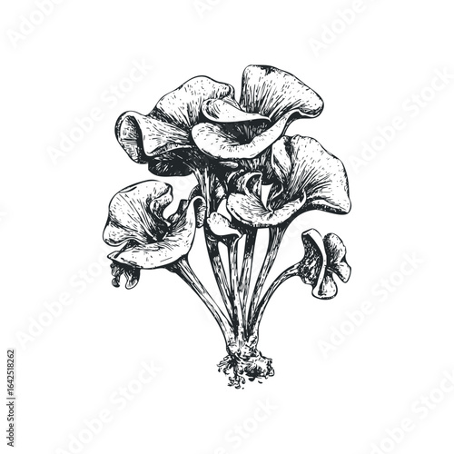 Detailed line drawing of a cluster of chanterelle mushrooms