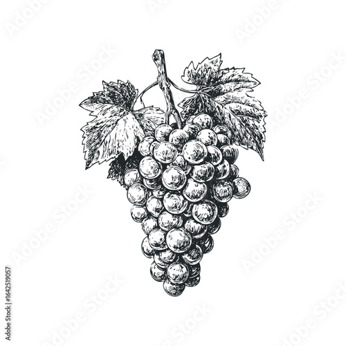 Ink drawing of ripe grapes on a vine with leaves