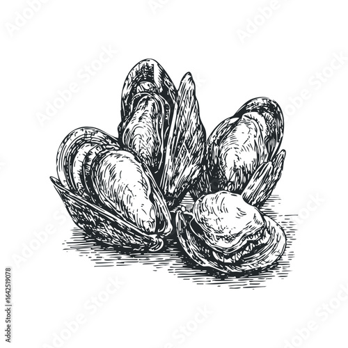 Group of Mussels in a Detailed Sketch Style