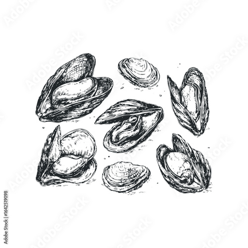 Hand Drawn Sketch of Various Open and Closed Mussels