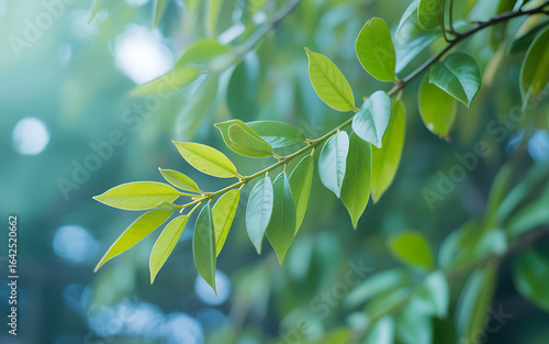 Close up of green leaves on a branch with bokeh background